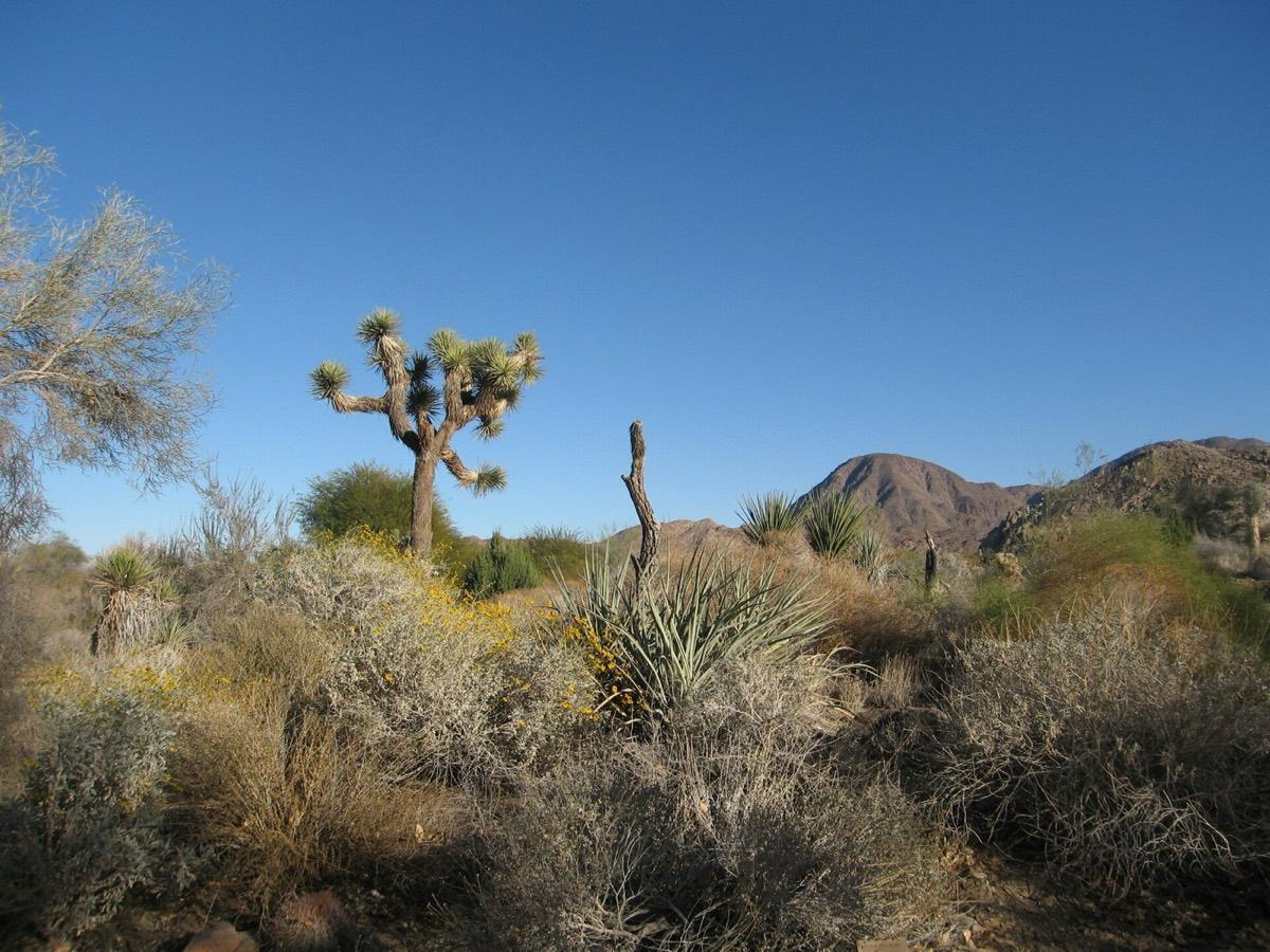 The Living Desert Zoo and Gardens, Palm Desert, California. Photograph from Wikimedia Commons.