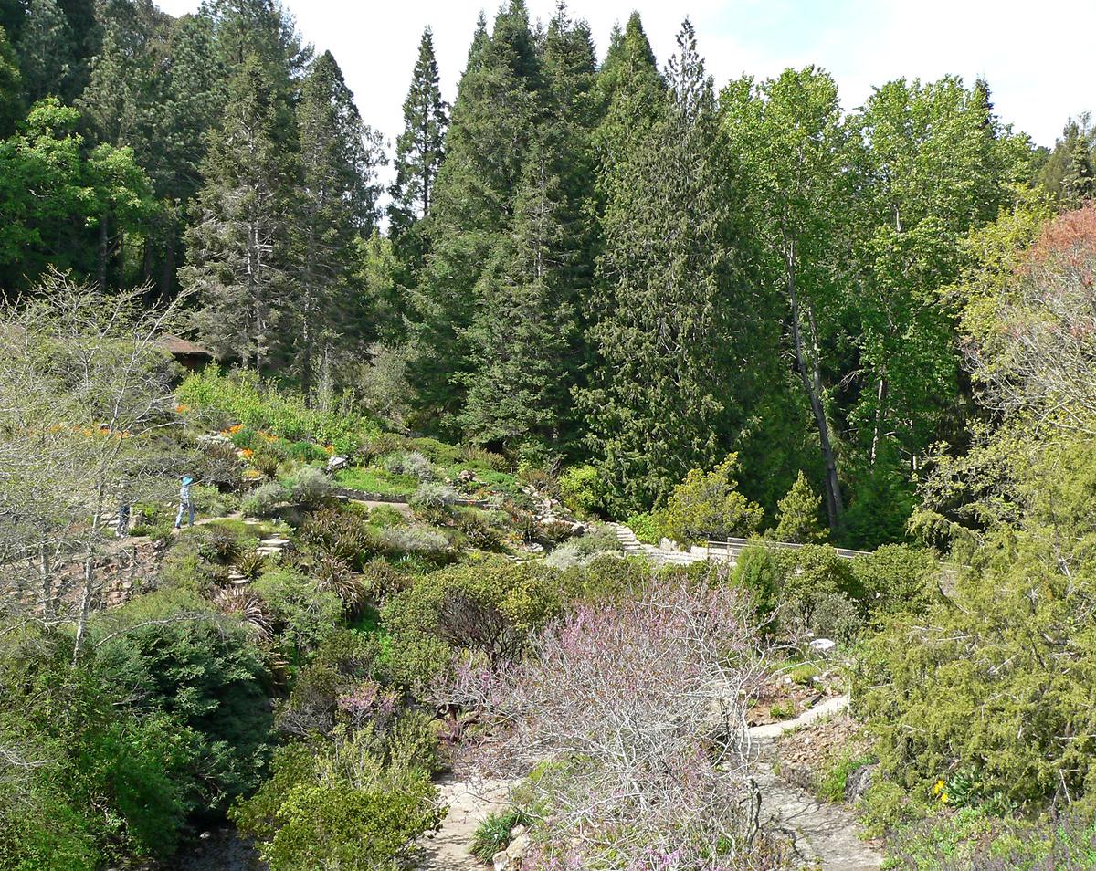 Tilden Regional Parks Botanic Garden, Berkeley, California. Photograph from Wikimedia Commons.