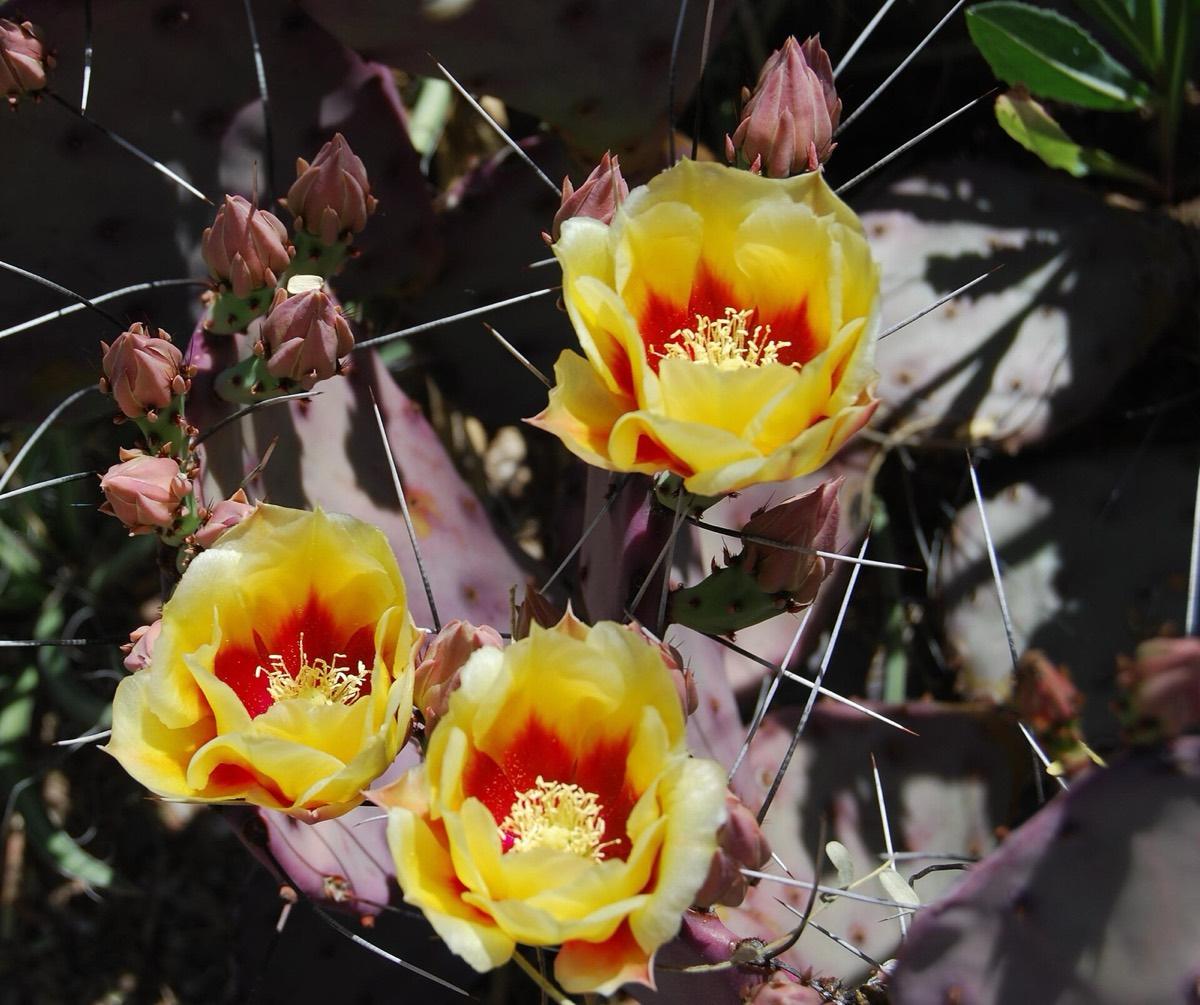 Tucson Botanical Gardens, Tucson, Arizona. Photograph from Wikimedia Commons.