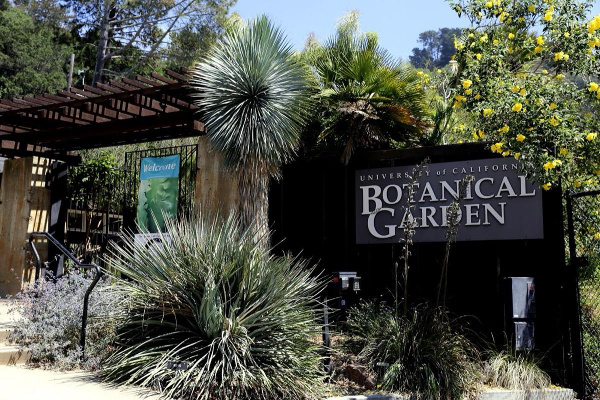 UC Botanical Garden at Berkeley, Berkeley, California. Photograph from Wikimedia Commons.
