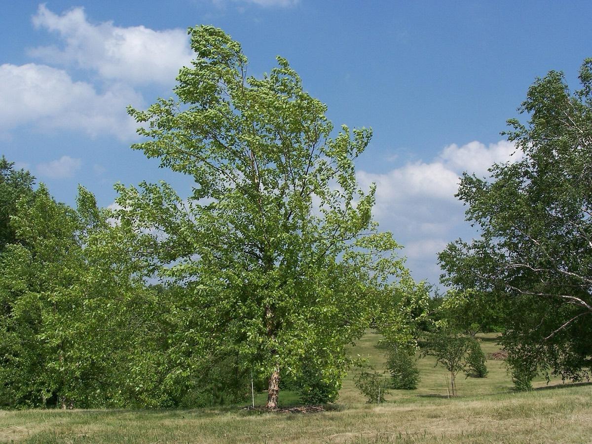 University of Minnesota Landscape Arboretum, Chaska, Minnesota. Photograph from Wikimedia Commons.