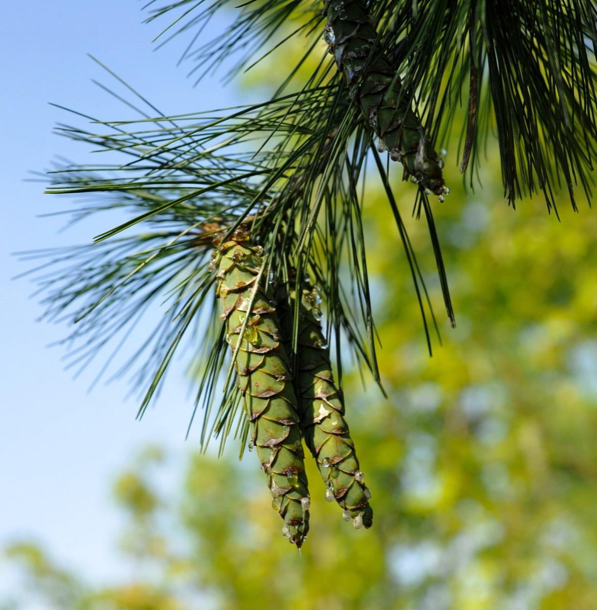 Viles Arboretum, Augusta, Maine. Photograph from Wikimedia Commons.