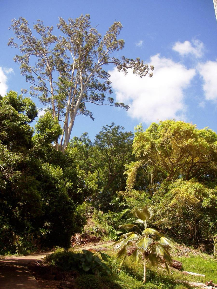 Wahiawā Botanical Garden, Wahiawa, Hawaii. Photograph from Wikimedia Commons.