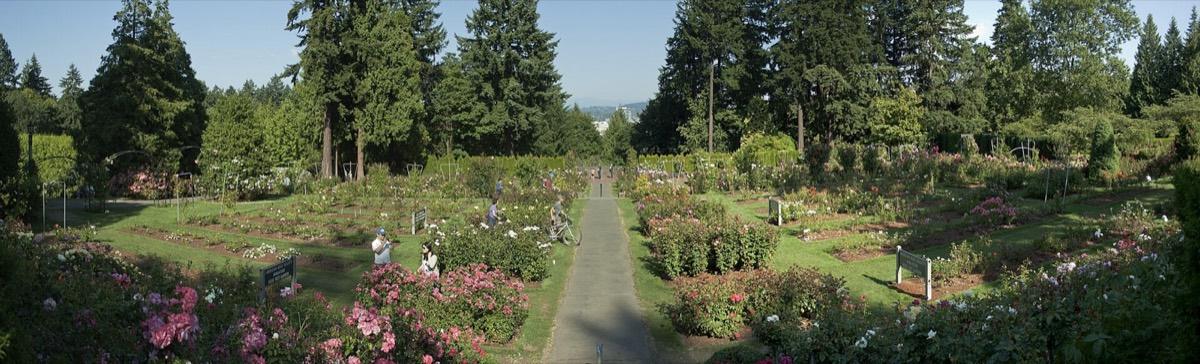 Washington Park - International Rose Test Garden, Portland, Oregon. Photograph from Wikimedia Commons.