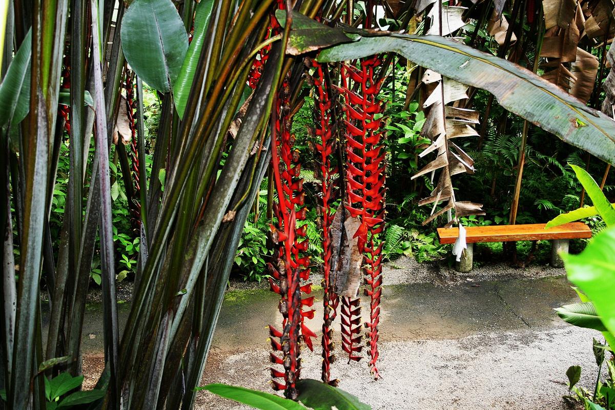World Botanical Gardens, Hakalau, Hawaii. Photograph from Wikimedia Commons.
